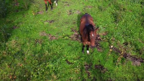 horses-grazing-around-Lommel-Belgium