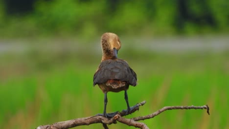 whistling-duck-in-tree-chilling-.