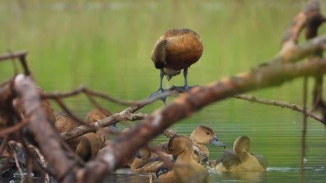 whistling-duck-chicks-with-chicks-