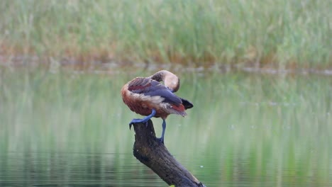 whistling-duck-in-pond-..