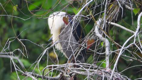 Black-crowned-night-heron-in-tree-video
