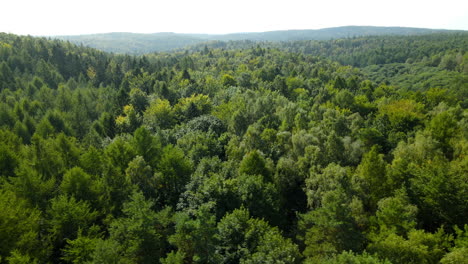 Stunning-And-Shaggy-Lush-Forest-Of-Witomino-In-Gydnia-Poland-During-Summer