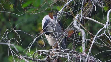 Black-crowned-night-heron-in-tree-.