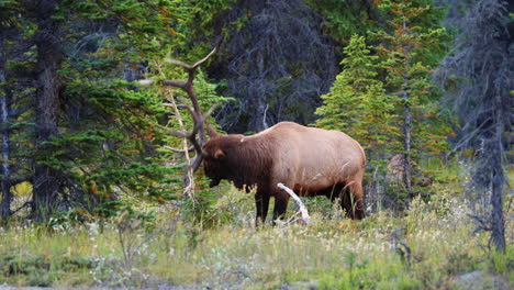 Bull-elk-rubs-antlers-aggressively-on-sapling-tree-to-intimidate-in-rut-season
