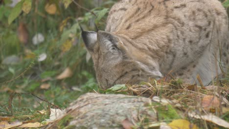Close-up-shot-of-Eurasian-lynx-sniffing-the-ground-searching-for-prey-through-the-foliage-and-dense-forest