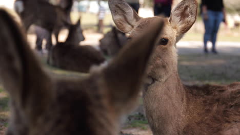 Deer-Looks-Around-in-Nara-Park-Osaka-Japan