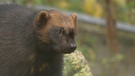 Close-up-portrait-shot-of-dark-brownish-Wolverine-in-profile,-resting-in-a-forest-and-looking-around-for-prey