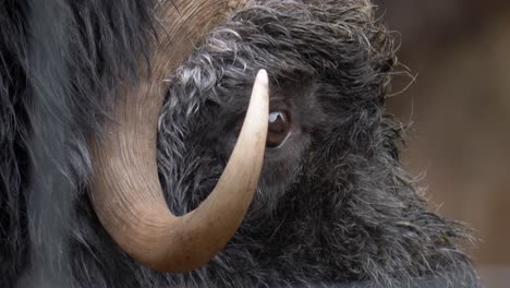 Extreme-close-up-shot-of-Musk-Ox-eye-and-dipped-downward-horn-with-shaggy,-matted-wet-fur