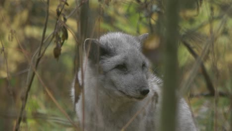 Close-up-long-shot-of-grey-Arctic-fox-resting-between-the-vegetation-on-a-green-european-forest