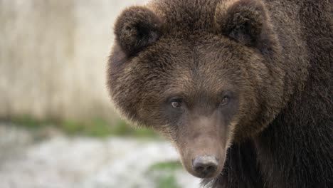 Close-up-shot-of-Eurasian-brown-bear-with-wet-fur
