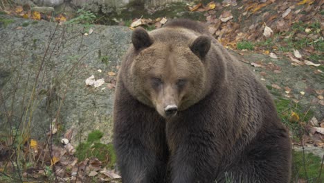 Static-medium-shot-of-big-Eurasian-brown-bear-resting-in-a-rocky-european-forest