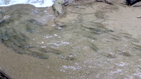 Eine-Fischschwarm-Schwimmt-Stromaufwärts-Im-örtlichen-Thailändischen-Fluss