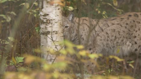 Tracking-long-shot-of-Eurasian-lynx-peeking-through-the-yellow-brownish-foliage-of-dense-forest-while-hunting,-walking-from-right-to-left