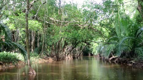 Langsames-Cruisen-Durch-Die-Geheimnisvollen-Mangrovenwälder-Thailands