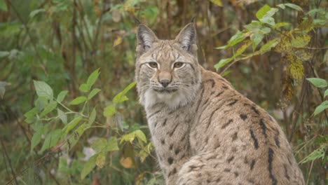 Close-up-portrait-shot-of-Eurasian-lynx-resting-in-dense-cold-greenish-forest
