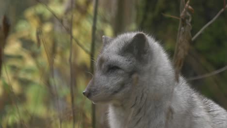 Close-up-shot-of-grey-Arctic-fox-resting-and-overseeing-it's-surroundings-between-the-vegetation