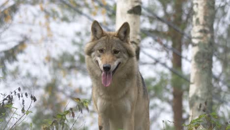 Medium-low-angle-shot-of-Eurasian-Scandinavian-Grey-Wolf-looking-around-and-running-way-into-the-forest
