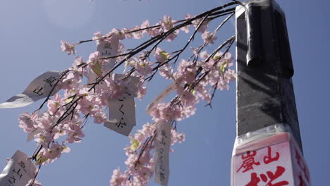Cherry-Blossoms-in-Full-Bloom-with-Sign-in-Tokyo-Japan
