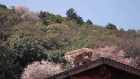 Monkeys-Walks-on-Roof-in-Japan