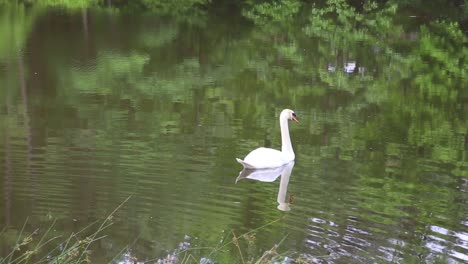 beautiful-goose-on-local-pond