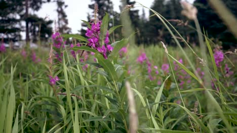 Fireweed-in-grass-field-blowing-in-the-wind