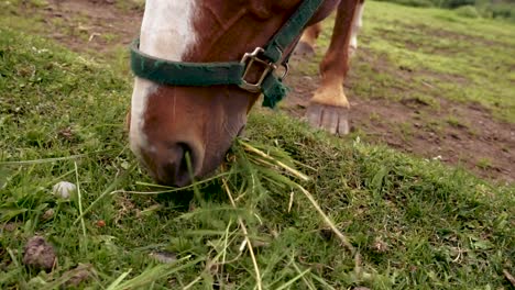 Brown-and-White-horse-eating-grass-in-a-pasture-close-up