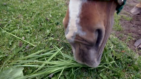 Brown-horse-grazing-on-grass-in-pasture-close-up