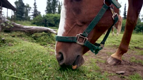 Brown-and-White-horse-grazing-in-a-pasture-close-up