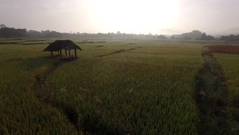 Rice-Field-in-Sunrise,-Aerial-Shot-of-Rice-Field-in-Sunrise