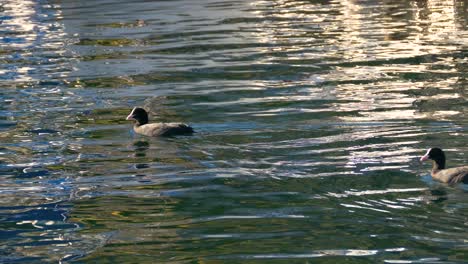 Ducks-in-harbour-in-Torri-del-Benaco,-Lake-Garda---Lake-Como---Italy