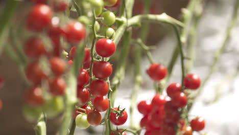 Plants-of-tomato-cherry-in-the-summer,-very-red-and-green-fruits