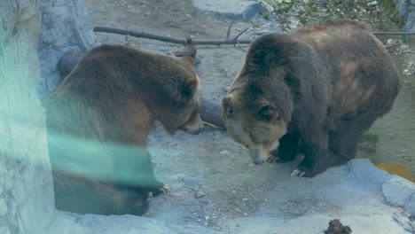 Grizzly-bears-in-an-enclosure