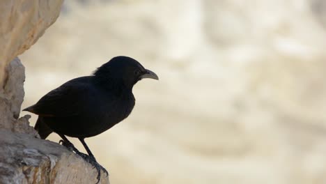 A-starling-perching-amid-the-ruins-of-Masada-in-Israel