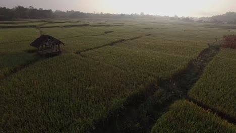 Rice-Field-in-Sunrise,-Aerial-Shot-of-Rice-Field-in-Sunrise