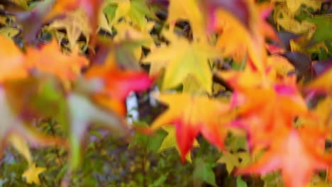 Bunte-Herbstblätter-In-Einem-Garten