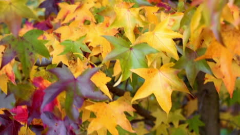 Herbstblätter-In-Einem-Garten