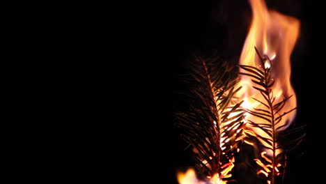 Branch-of-pine-tree-slowly-burning-until-extinguishment