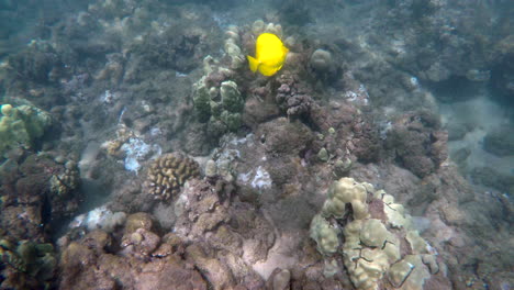 Yellow-tang-tropical-fish-swims-through-coral-reef-at-Ka'anapali-Beach-Maui-Hawaii,-GoPro-4k-underwater