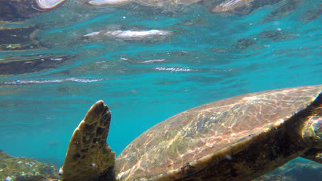 Giant-green-sea-turtle-swims-by-closely-at-Ka'anapali-Beach-Black-Rock-Maui,-Hawaii-4k-GoPro-underwater