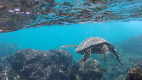 Green-sea-turtle-swims-away-from-underwater-4k-GoPro-in-Maui-Hawaii-at-Black-Rock,-Ka'anapali