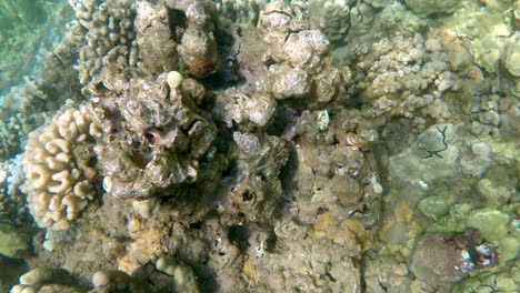 Orangefarbener-Einhornfisch-Schwimmt-Im-Tropischen-Korallenriff-Auf-Maui,-Hawaii,-4k-GoPro-Unter-Wasser