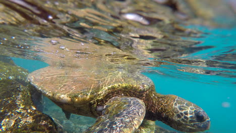 Close-encounter-underwater-with-giant-green-sea-turtle-at-Ka'anapali-beach-Black-Rock-in-Maui,-Hawaii,-GoPro-4k