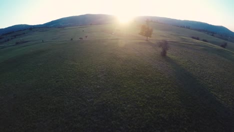 Flug-über-Felder-Auf-Einer-Ranch-Bei-Sonnenuntergang