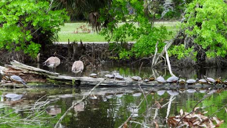 Turtles-and-Canadian-Geese-on-a-log-at-City-Park-in-New-Orleans,-La