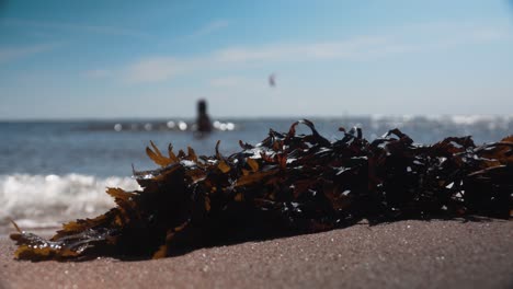 Seaweed-on-a-sandy-beach-in-front-of-the-ocean