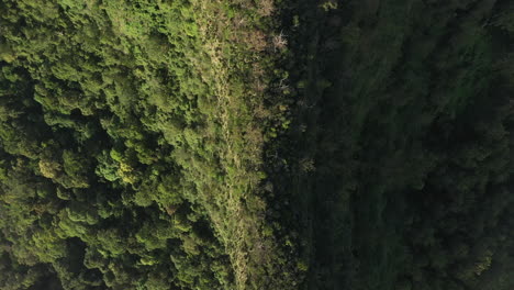 4K-drone-shot-slowly-moving-up-a-mountain-ridge-covered-with-trees-and-bushes-during-sunset-at-Border-Ranges-National-Park,-New-South-Wales-in-Australia