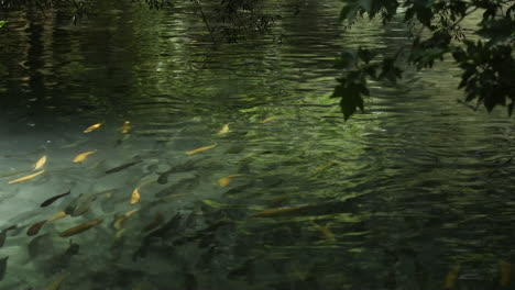 Yellow-and-black-fish-inside-the-river-are-running-in-nature