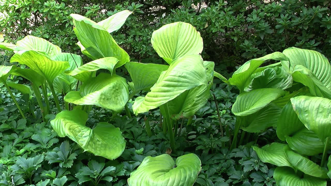 Premium stock video - Green plants grow in a bed of pachysandra in a garden