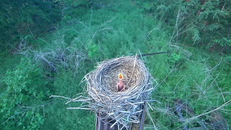 Ein-Baby-Robin-Vogel-Ist-Bereit,-In-Seinem-Nest-Gefüttert-Zu-Werden