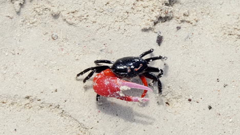 Close-up-of-a-fiddler-crab-with-huge-claw-walking-gently-on-the-beach,-New-Caledonia